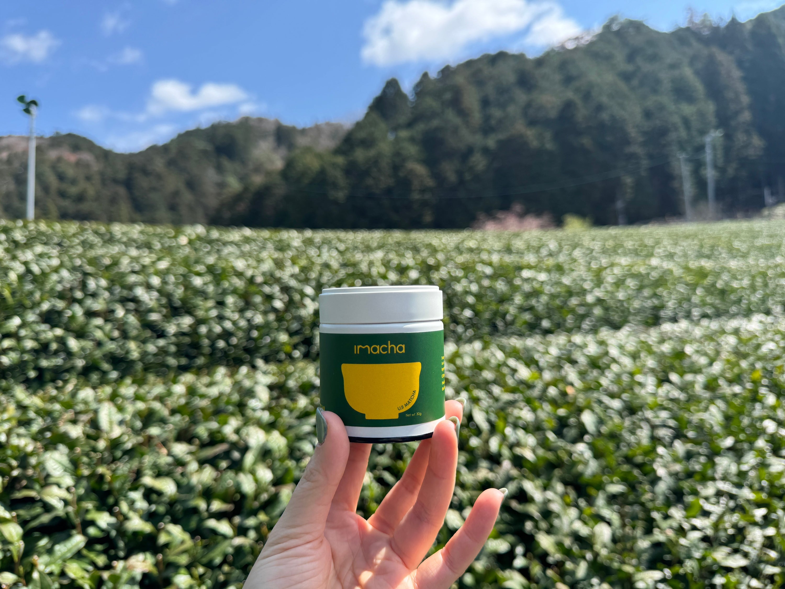Vị Umami Trong Matcha – “Linh Hồn” Của Một Tách Trà